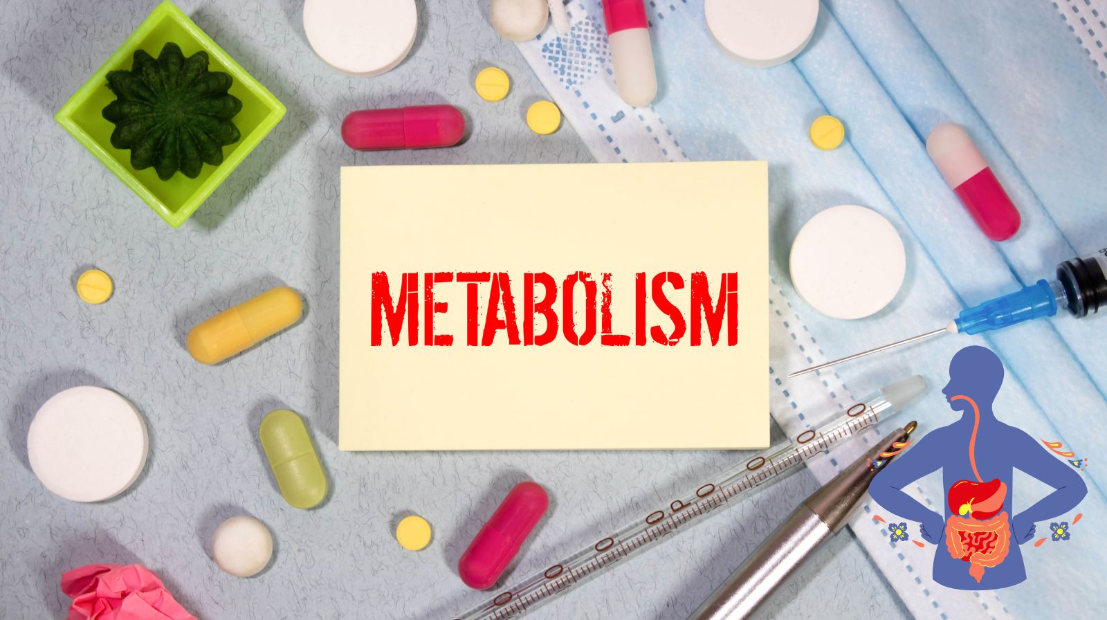 Metabolism Naturally Slows Down